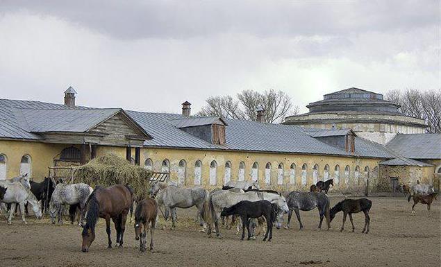 Khrenovo stud farm - mândria Rusiei