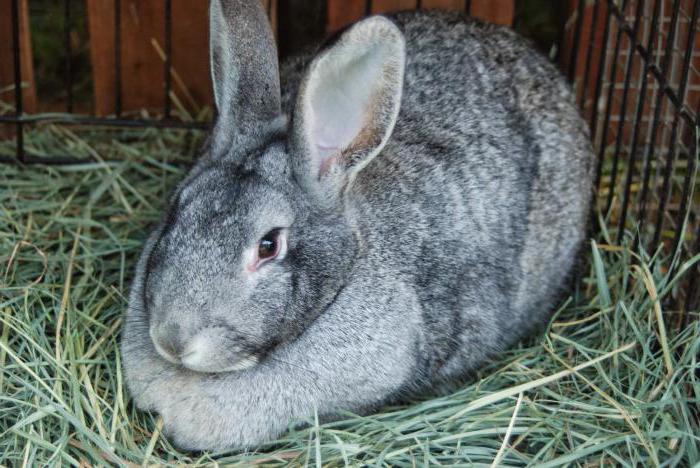 iepuri de fotografii de rasa chinchilla