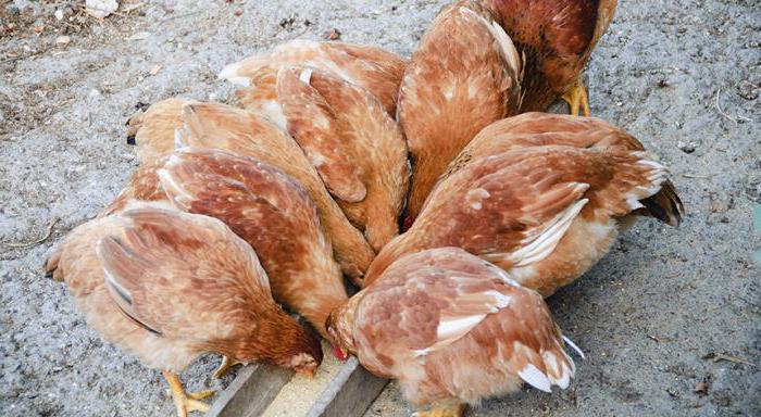 Chicken Haysex: descriere, caracteristici, caracteristici și recenzii