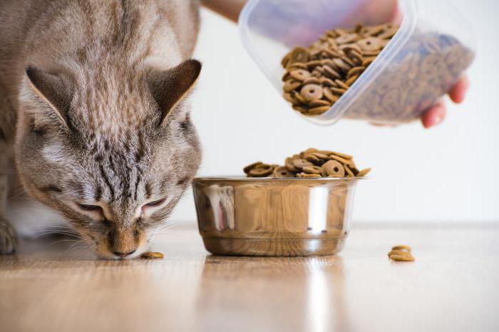 Acana - hrană pentru pisici: merite, dezavantaje și recenzii