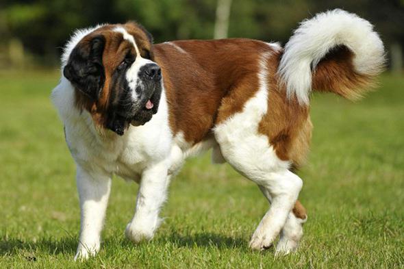 Beethoven: rasa de câine St. Bernard, una dintre cele mai populare din lume