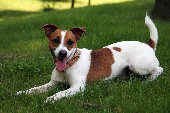 Jack Russell Terrier: o descriere a rasei, fotografiei și personajului. Pro și contra lui Jack Russell Terrier