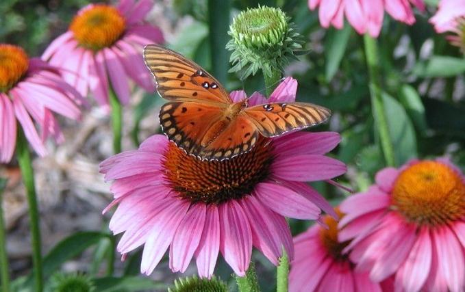 Echinacea pentru imunitate la copii