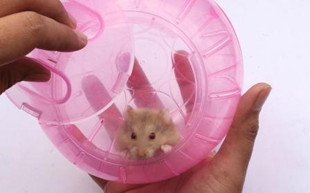 Cum să ai grijă de un hamster acasă: sfaturi utile