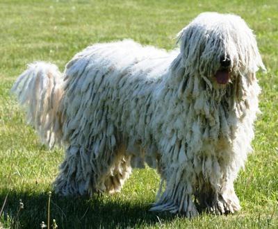 Komondor (Ciobanesc maghiar): o descriere a rasei, personajului și fotografiei