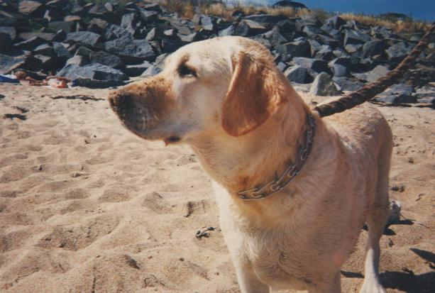 Descrierea rasei Labrador Retriever: caracteristici și caracter