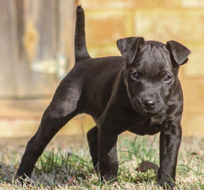 patterdale terrier de formare