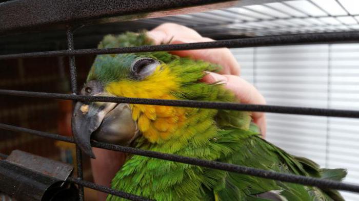 Parrot Amazon Venezuelean