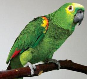 parrot amazon proprietarii comentarii