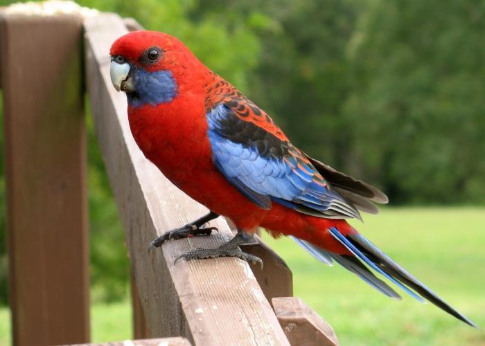 papagal rosella