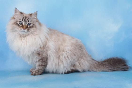Rasa Neva Masquerade - pisica pentru oricine care iubește animalele cu blană groasă, frumos