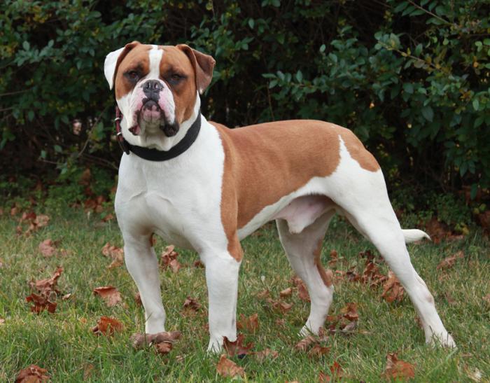 caracter american bulldog