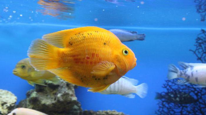 cum să îngrijești peștii într-o instrucțiune pentru acvariu