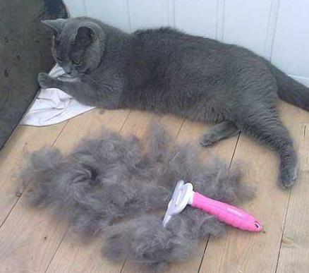 Furminator pieptene pentru pisici