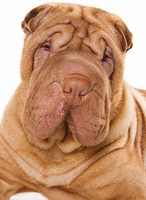 shar pei catelus 