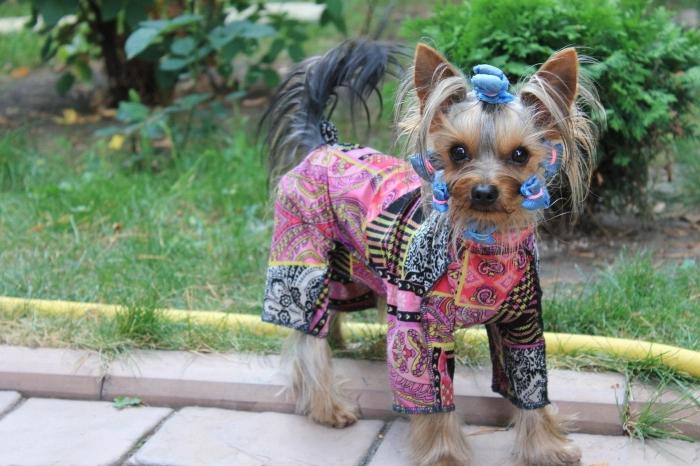 Câți trăiesc Terrierul Yorkshire. Instrucțiuni de îngrijire