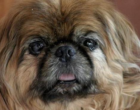 câți ani sunt câinii din Pekingese