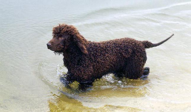 Irlandeză apă spaniel 