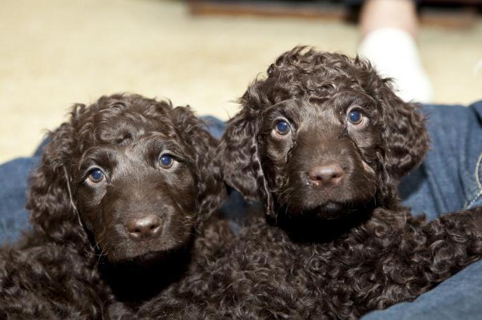 câine irlandeză de apă spaniel