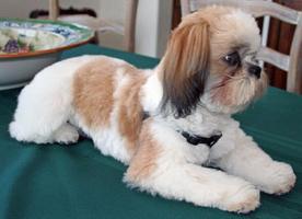 shih tzu tunsoare