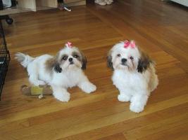 Shih Tzu forfecare: tipuri și caracteristici