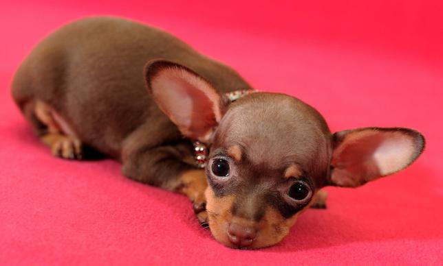 mini toy terrier imagini