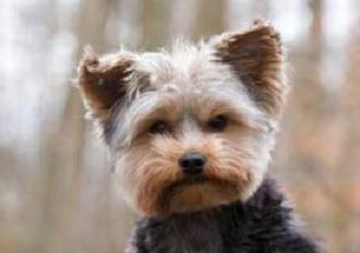 câți trăiesc yorkshire terrier mini