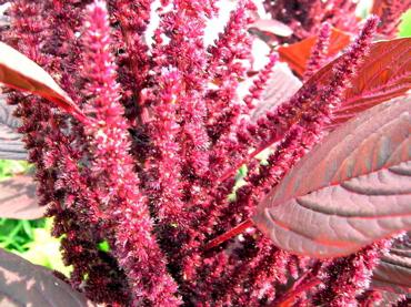 flori amaranth pictures