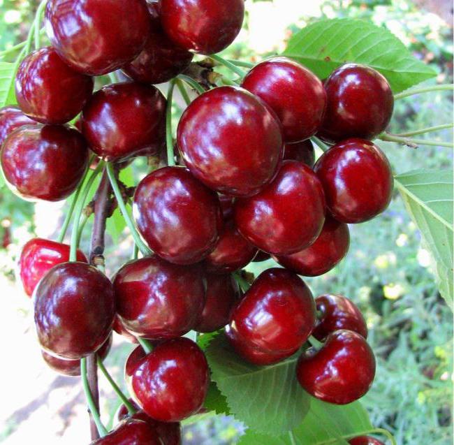 cherry tiutchevka