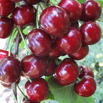 Descrierea soiului cherry tjuchevka