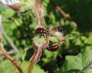 Weevils: cum să facem față cu dăunătorii din grădină