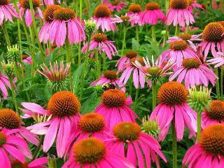 Echinacea - flori care au atât proprietăți decorative cât și vindecătoare