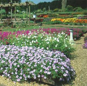 cand sa plantezi petunia in pamant