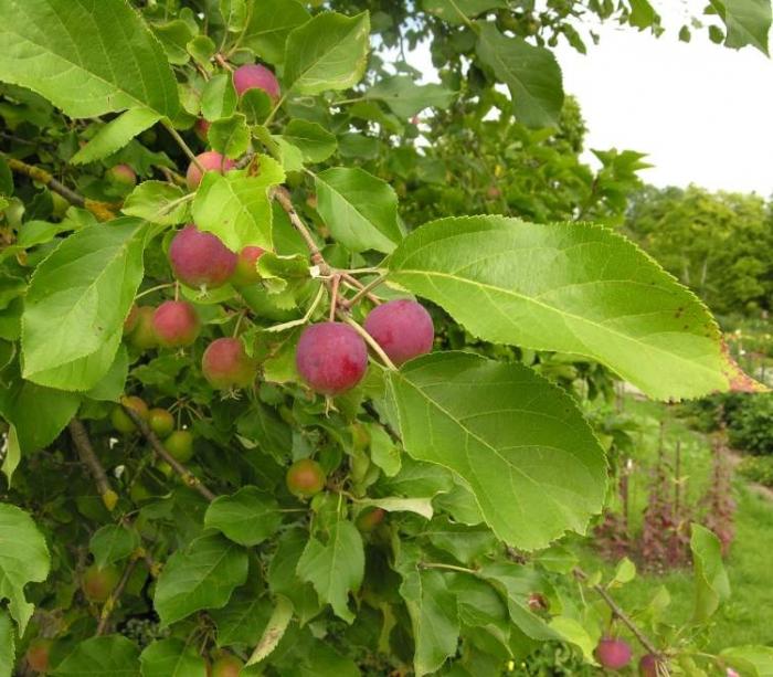 Chineză (prune de mere) este un paradis