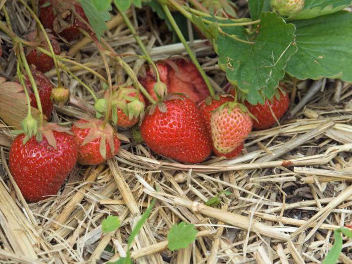 Cultivarea înseamnă cultivarea și îmbunătățirea