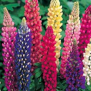 lupin perene