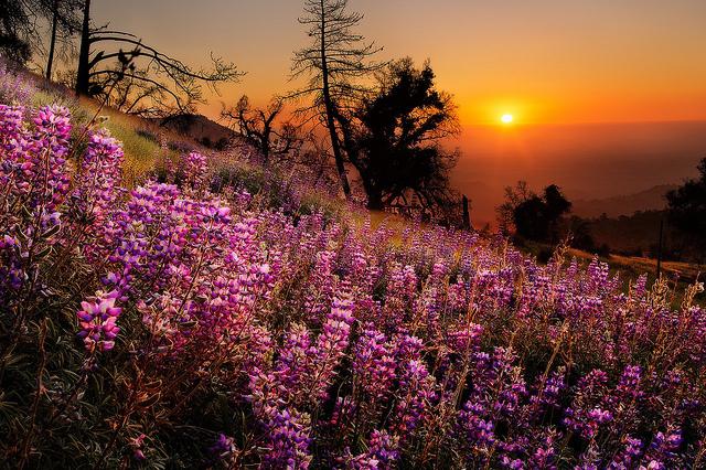 Lupine - plantarea și îngrijirea florilor simple dar frumoase