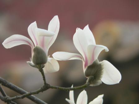 Magnolia cu flori mari