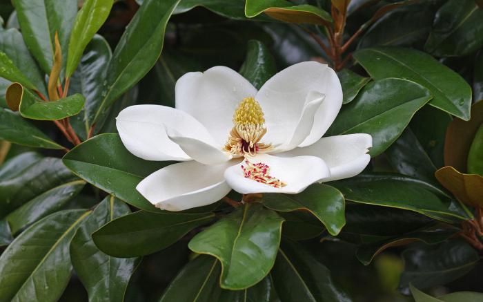 reproducerea magnoliei cu flori mari