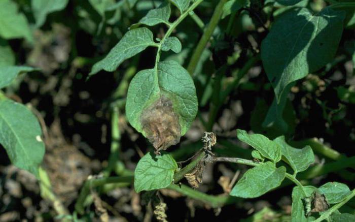 Cultivarea solului din phytophthors în toamnă: alegerea preparatelor, instrucțiuni