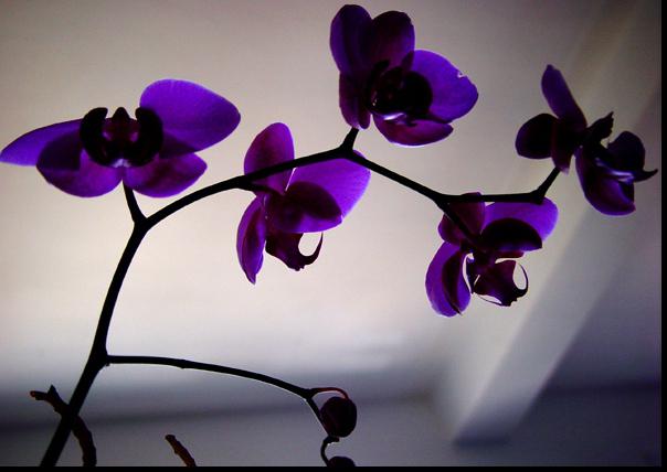 Purple Orchid