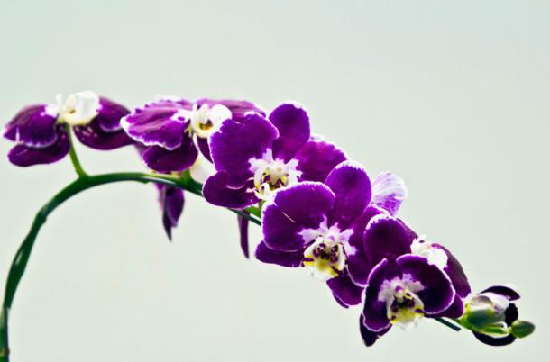 Purple Orchid Photo