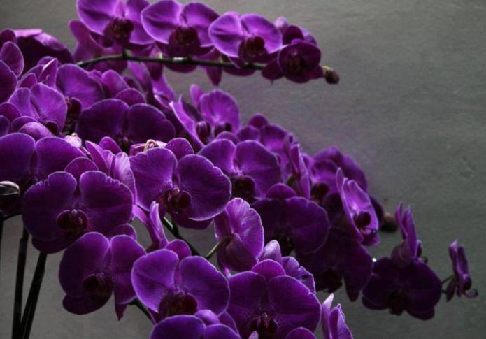 Purple orhidee Phalaenopsis