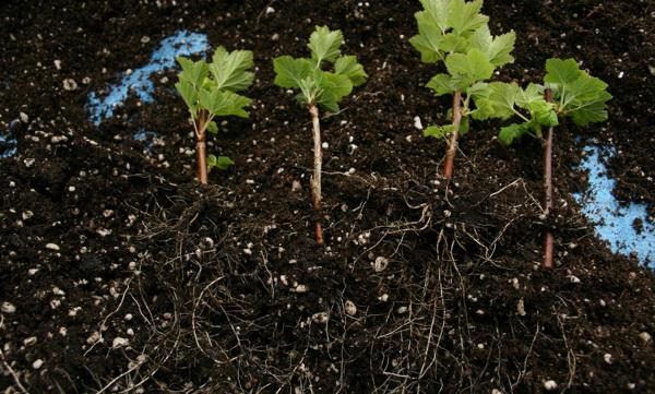 schema de plantare a coacăzului roșu