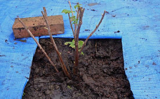 timpul de plantare pentru coacăzul roșu