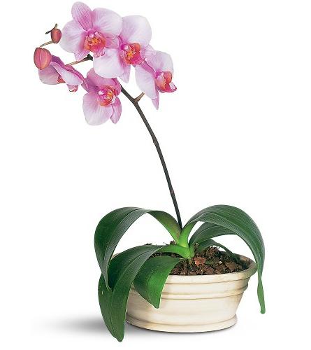 Reproducerea unui orhideu acasă la domiciliu - cum să obțineți una de la unu?