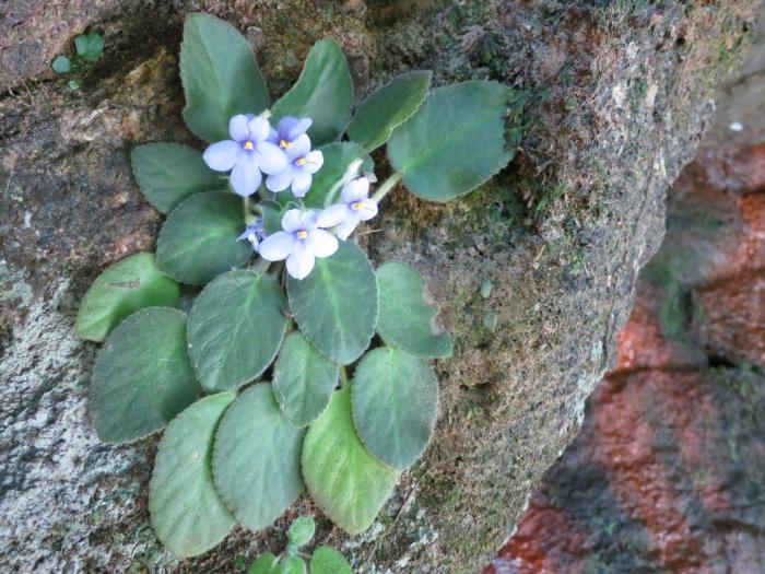 Locul nașterii violetelor de plante - munții Uzambar