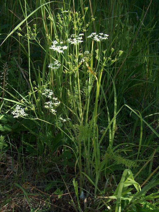 ucigaș de plante timon