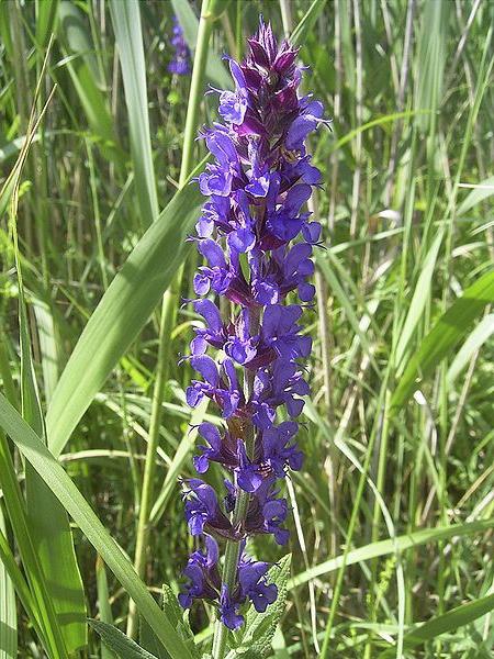 Salvia owl - caracteristici de îngrijire