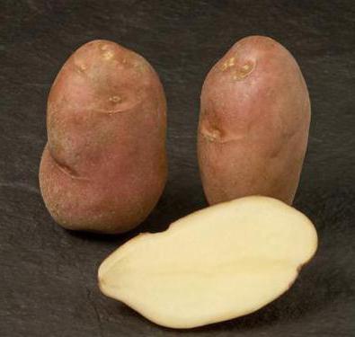cartofi de cartofi
